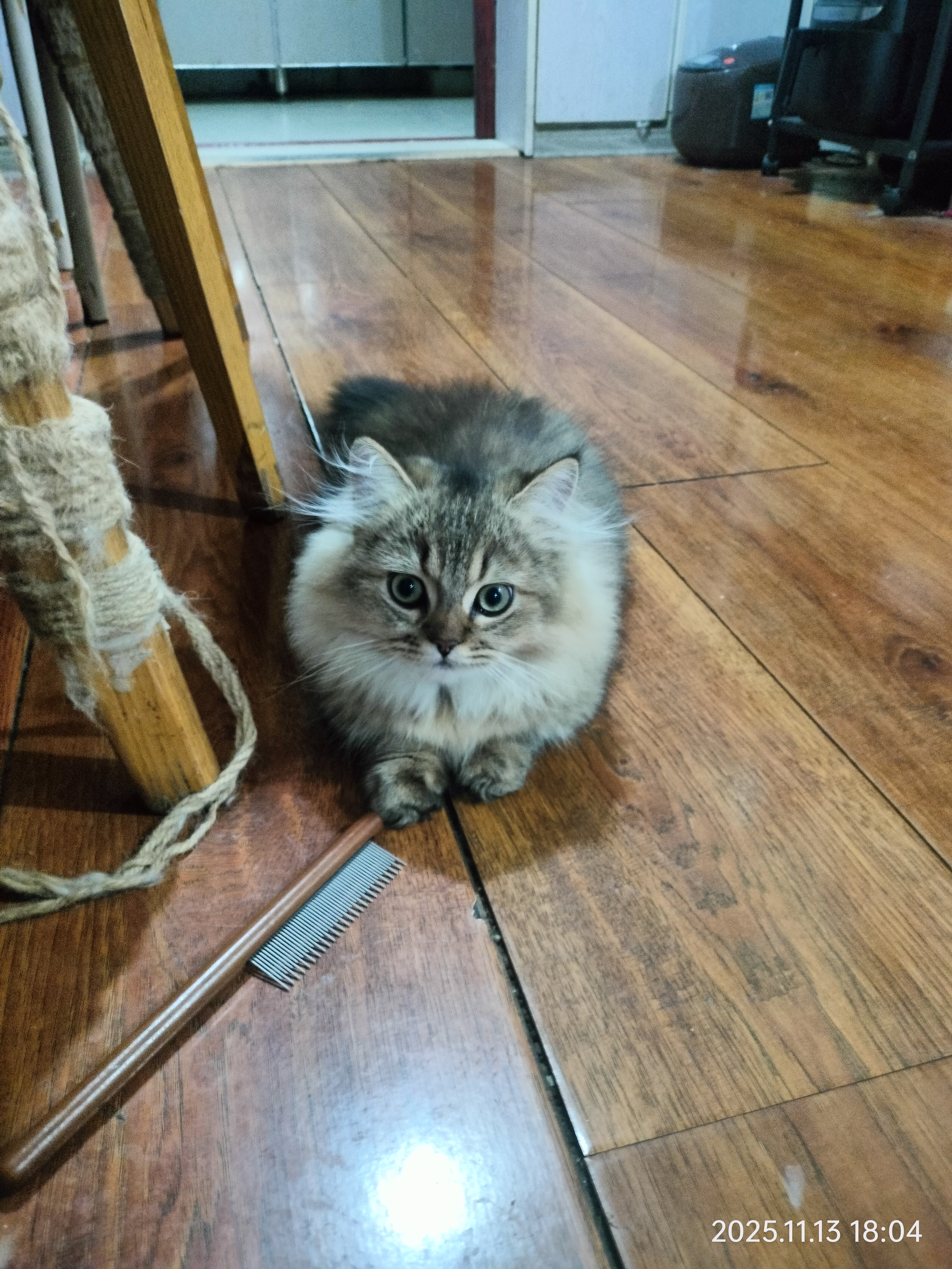 自家养育金渐层，超优雅、超可爱、超懂事……